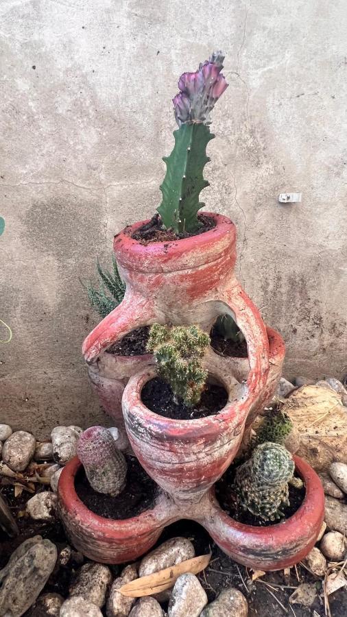 Garden Suite بولزانو المظهر الخارجي الصورة