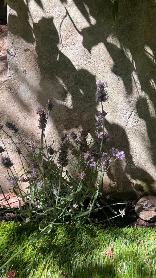 Garden Suite بولزانو المظهر الخارجي الصورة