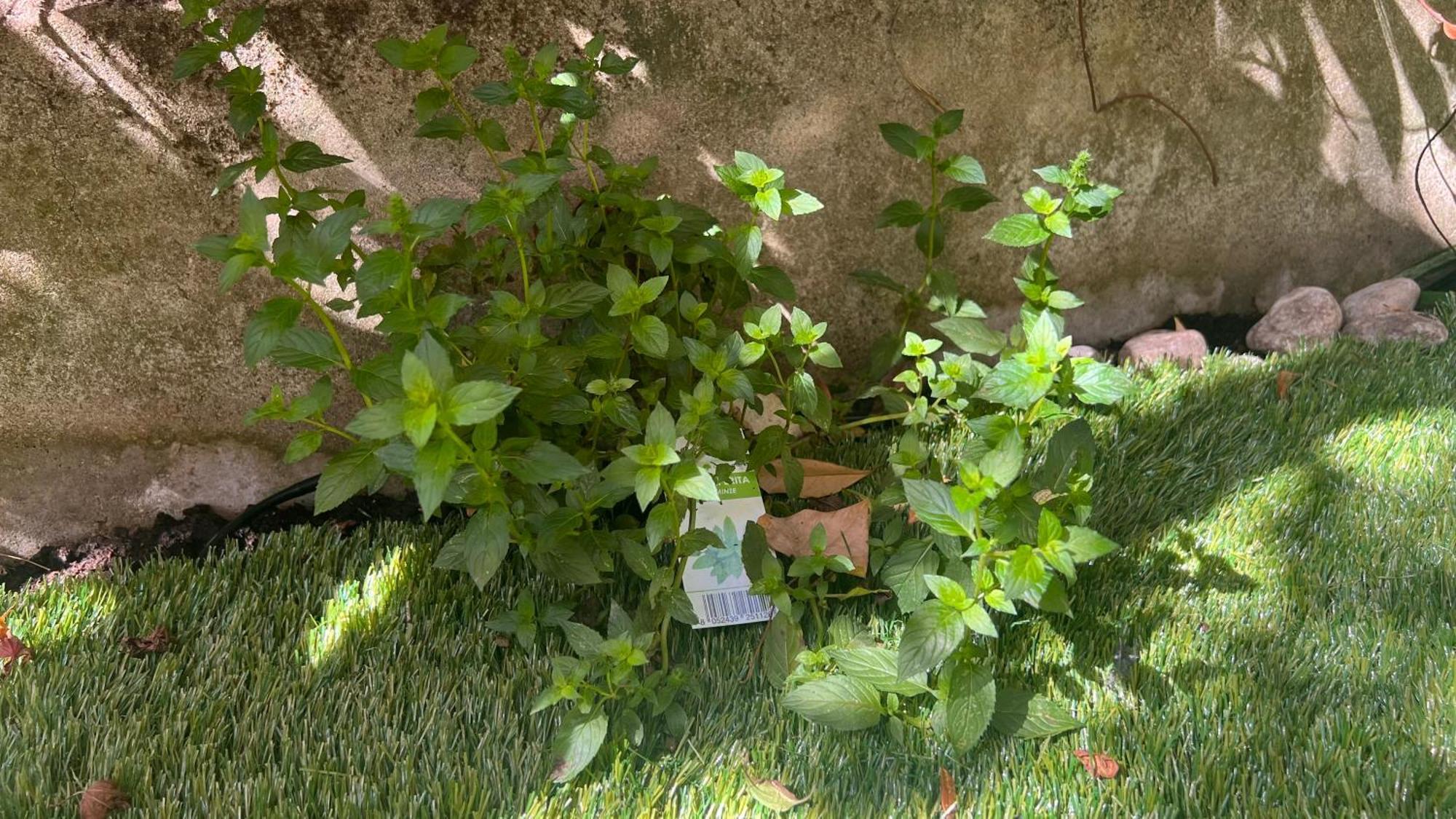 Garden Suite بولزانو المظهر الخارجي الصورة